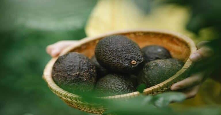 Unlocking the Power of Avocado for Your Health