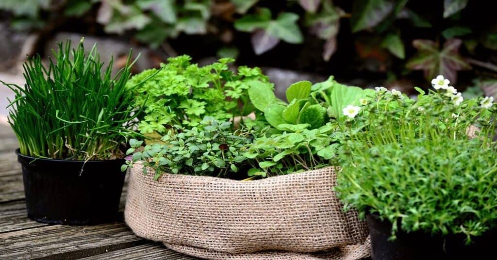 Creative and Practical Ways to Repurpose Fresh Herbs