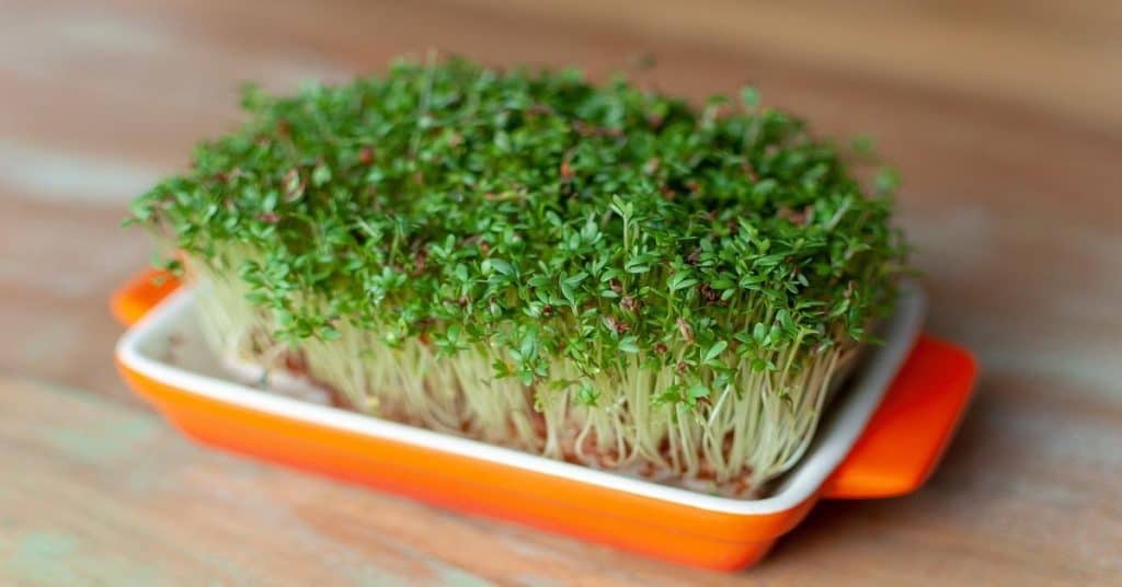 Why Watercress Deserves a Spot on Your Superfood List